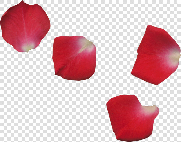 Scrap De Pétalos De Flores   Transparent Rose Leaf Png  Png DownloadTransparent PNG