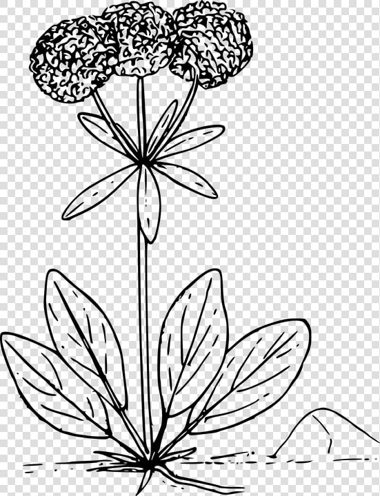 Flower Plant Wild Wildflower   Wild Flower Vector Png  Transparent PngTransparent PNG