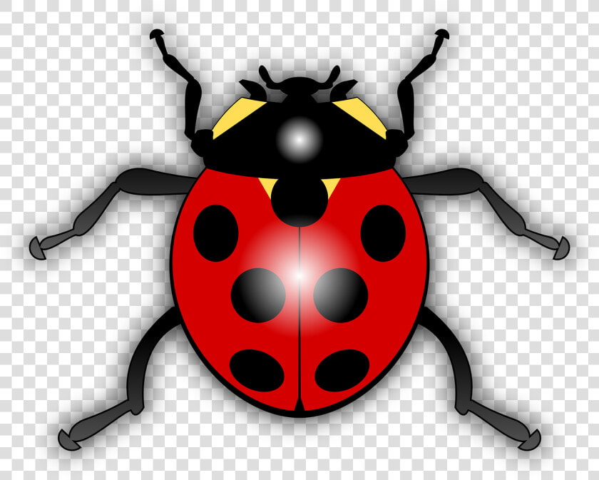 Ladybird Clipart  HD Png DownloadTransparent PNG