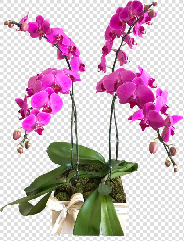 Orquideas Lilas Png  Transparent PngTransparent PNG