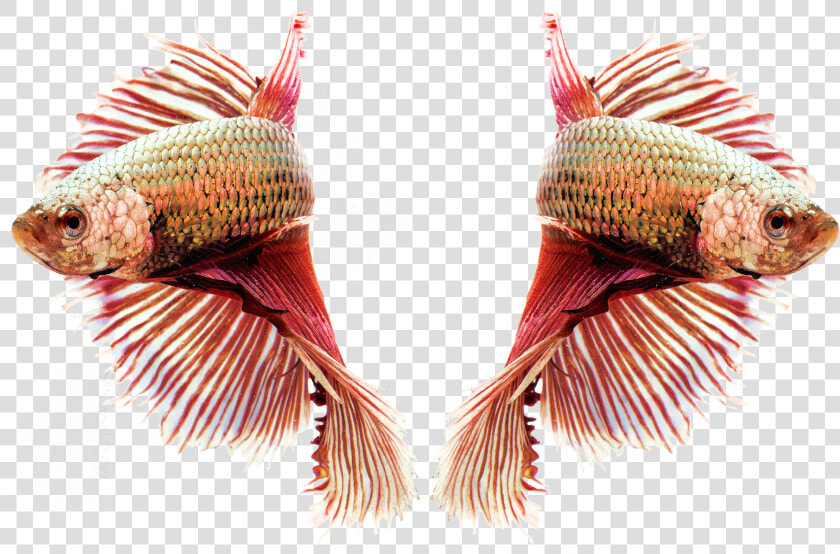 Siamese Fighting Ornamental Fish Red Transparent Background   Siamese Fighting Fish  HD Png DownloadTransparent PNG