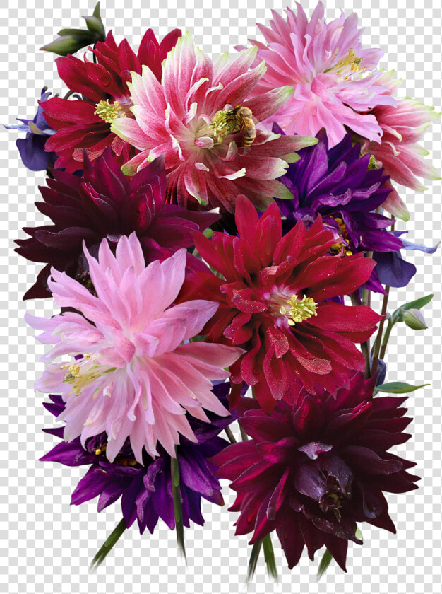 Barlow Columbine Seeds For Planting Class Lazyload   Bouquet  HD Png DownloadTransparent PNG