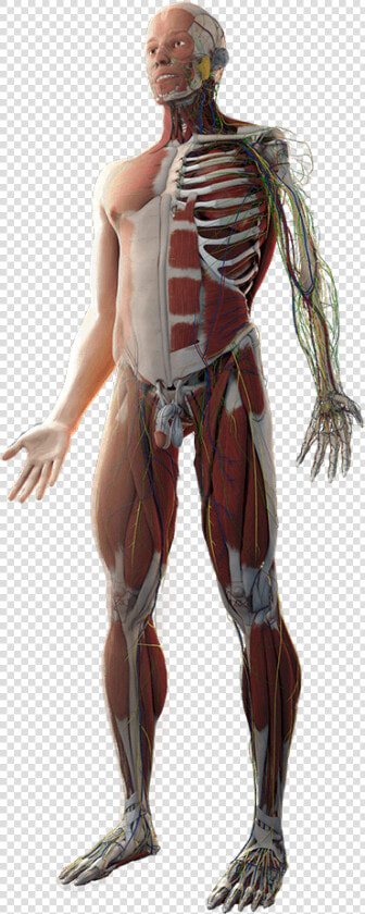 Transparent Human Anatomy Png   Transparent Human Body Png  Png DownloadTransparent PNG