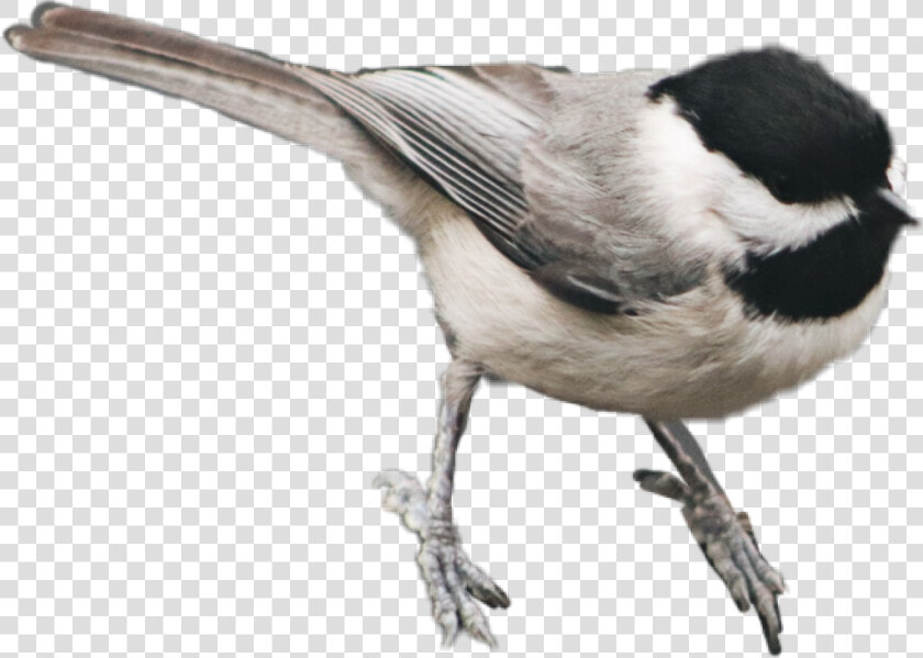  bird  feathers  chickadee   Carolina Chickadee  HD Png DownloadTransparent PNG