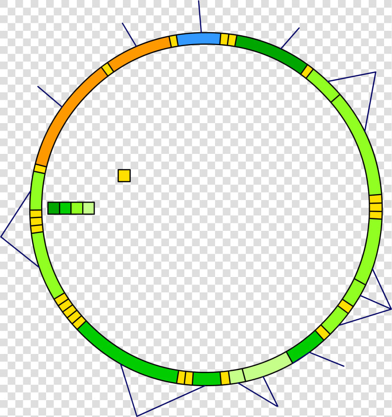 Mitochondrial Dna Blank  HD Png DownloadTransparent PNG