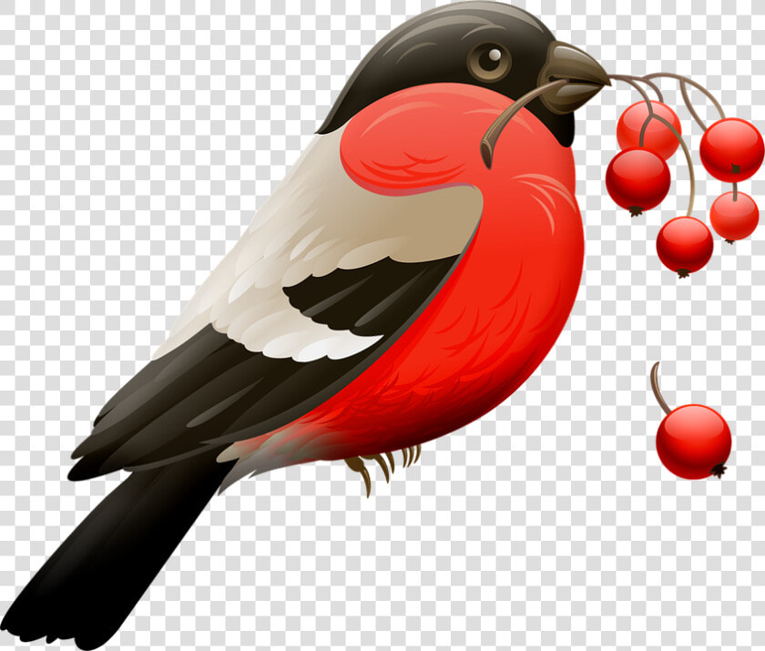 Red Robin  Berry  Red Berries  Bird  Nature  Animal  HD Png DownloadTransparent PNG