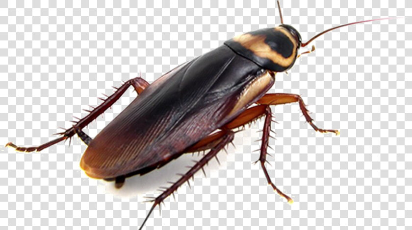 Cockroach Png Transparent Photo   Does A Cockroach Look Like  Png DownloadTransparent PNG