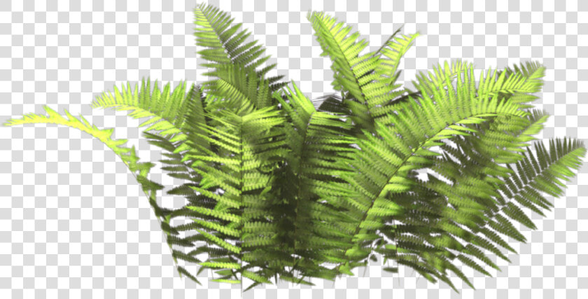  ferns   Bush Plant Png  Transparent PngTransparent PNG