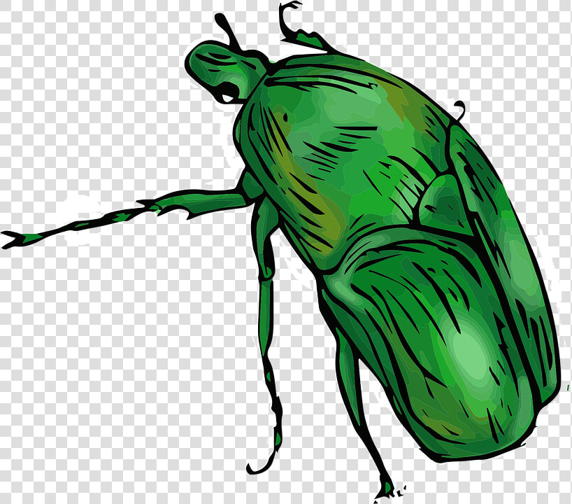 Weevil  HD Png DownloadTransparent PNG