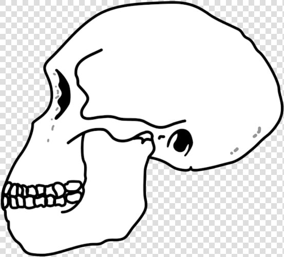 Habilis Skull   Homo Habilis Skull  HD Png DownloadTransparent PNG