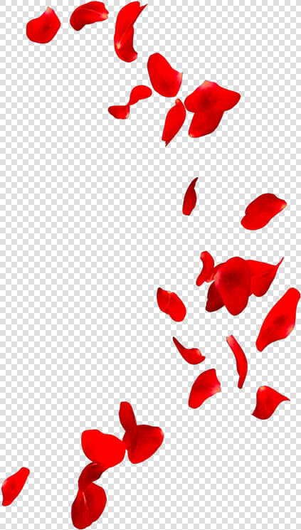  petals  petal  flower  flowers  rose  roses  redrose   Photograph  HD Png DownloadTransparent PNG