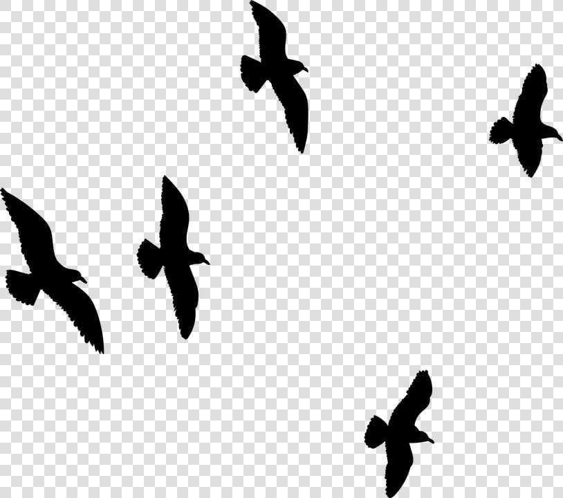 Seagull Flying  Flock Of Birds  Bird  Sky  Flock   Flock  HD Png DownloadTransparent PNG