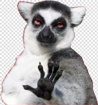 Background Transparent Lemur   Internet Meme  HD Png DownloadTransparent PNG