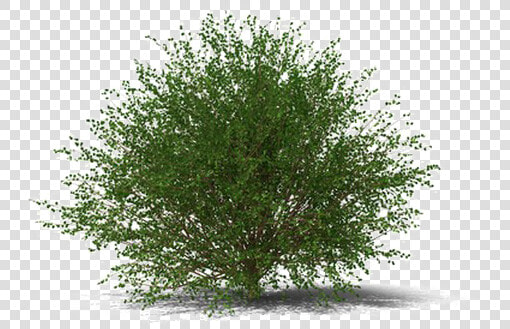 Shrub Transparent Image   Transparent Background Shrub Png  Png DownloadTransparent PNG