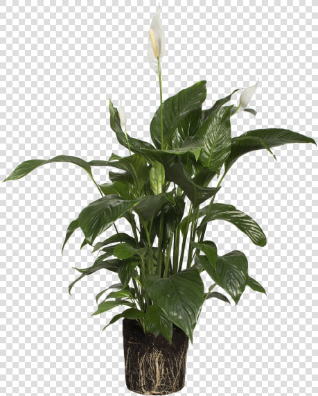 Peace Lily   Houseplant  HD Png DownloadTransparent PNG