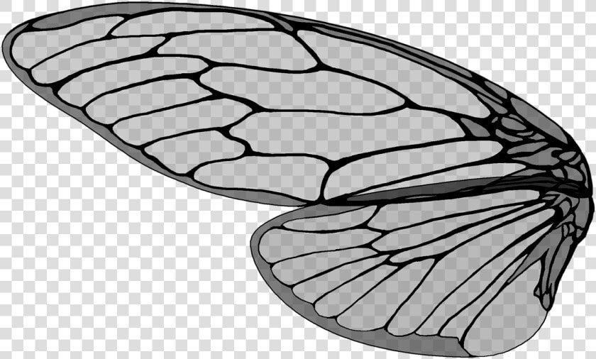 Cicada large Brown Cicada cicada S Pictures  Free Photos    Cicada Wings Vector  HD Png DownloadTransparent PNG