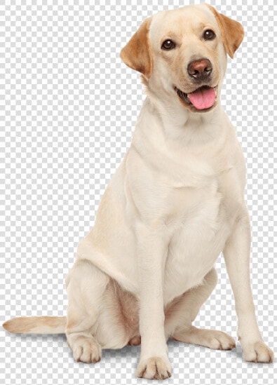 Golden Irish Labrador Chesapeake Bay Water Spaniel   Labrador Retriever Png  Transparent PngTransparent PNG