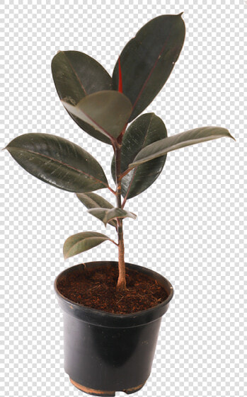 Ficus Elastica Decora Rubra  Rubber Plant  burgundy   Transparent Rubber Plant Png  Png DownloadTransparent PNG