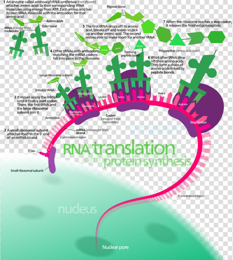 Translation Biology  HD Png DownloadTransparent PNG