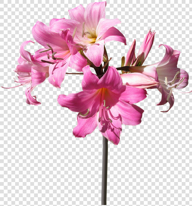 Flower flowering Flowers botany amaryllis Belladonna blossom plant   Transparent Lily Flowers  HD Png DownloadTransparent PNG