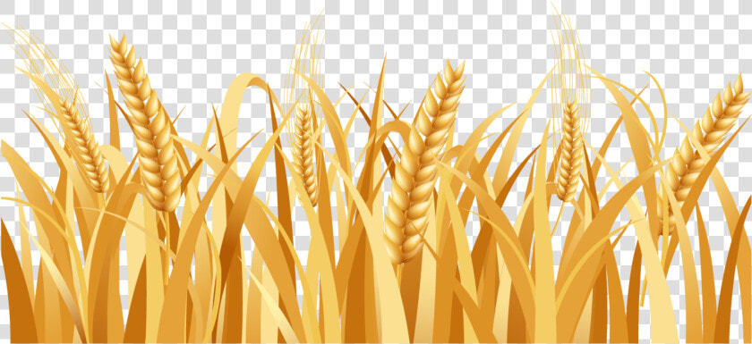 Svg Freeuse Library Barley Vector Head   Wheat Field Vector Png  Transparent PngTransparent PNG