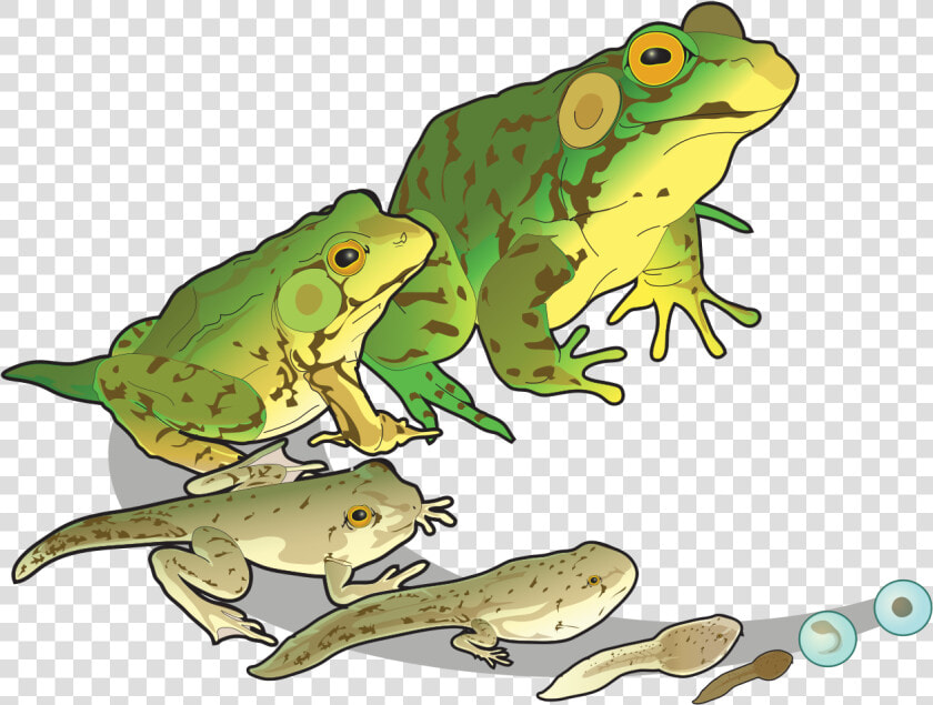 Amphibians Reproduction  HD Png DownloadTransparent PNG