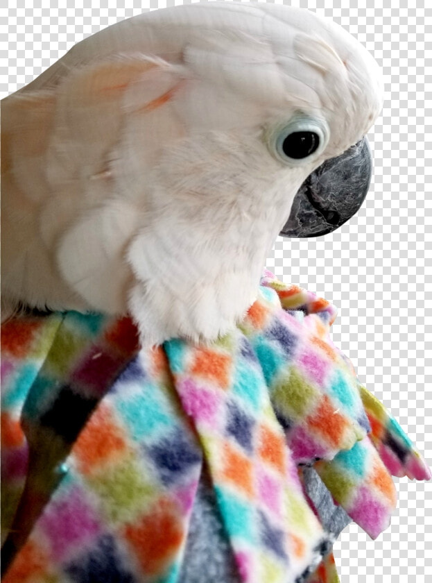 Unruffledrx Fleece Parrot Collar  Velcro Closure   Parrot Collar  HD Png DownloadTransparent PNG