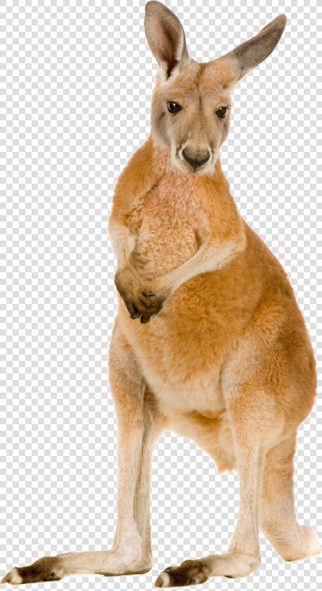 Not Only Are They Cute  But Marsupials Like Kangaroos   Kangaroo Png  Transparent PngTransparent PNG