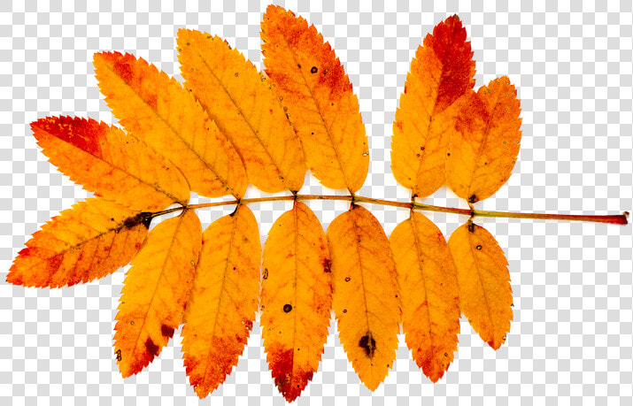 Mountain Ash  Autumn  Nature  Leaves  Red  Orange    Autumn Ash Leaf  HD Png DownloadTransparent PNG