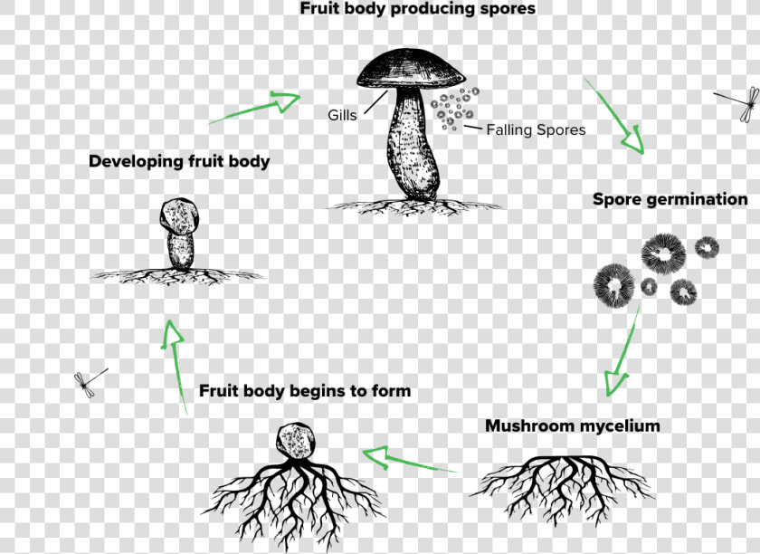 The Lifecycle Of A Mushroom   Mushroom Lifecycle  HD Png DownloadTransparent PNG