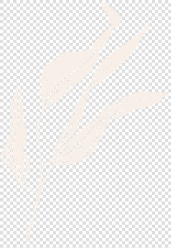 Film And Foliage Gumleaf Cream   Sketch  HD Png DownloadTransparent PNG