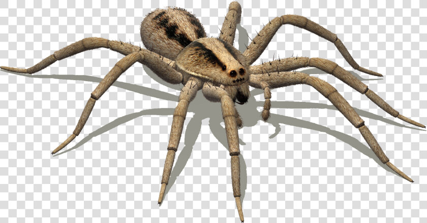 Clip Art Pisaurina Mira   Hissing Spider  HD Png DownloadTransparent PNG