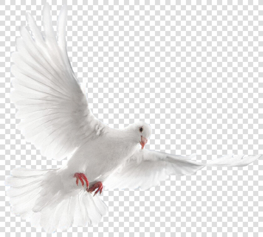 Bird pigeons And Doves wing beak rock Dove feather tail peace   Png White Dove Bird Flying  Transparent PngTransparent PNG