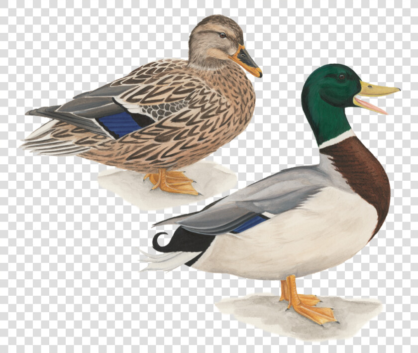 Mallard Duck Flying Drawing Download   Pato Cabeza Verde  HD Png DownloadTransparent PNG