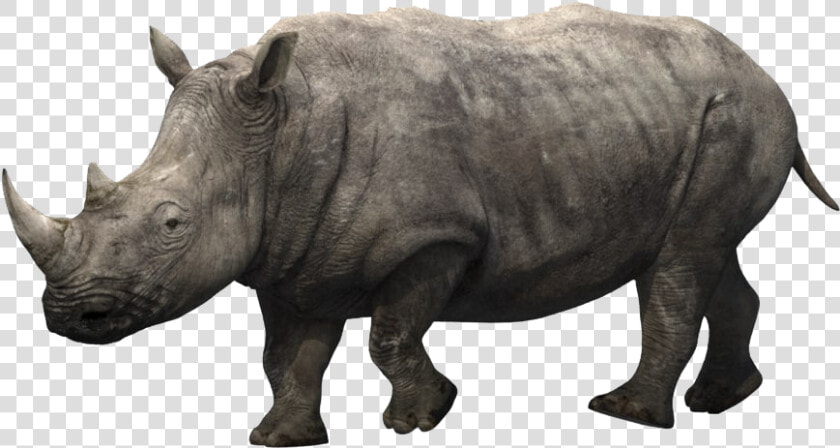 Rhino Png Images Download   Rhino Animation  Transparent PngTransparent PNG