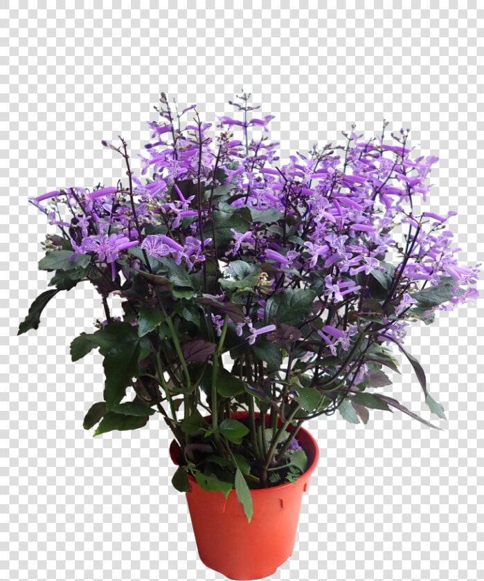 Plectranthus Mona Lavender Blooming Care  HD Png DownloadTransparent PNG