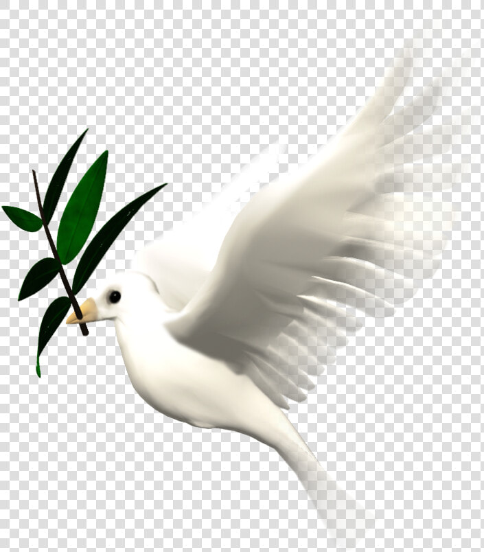 Bird Animation Giphy Clip Art   Animated Flying Dove Png  Transparent PngTransparent PNG