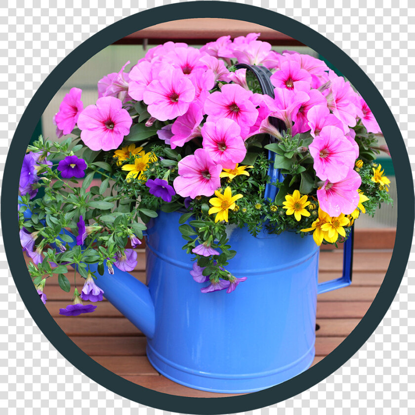 Petunia  HD Png DownloadTransparent PNG