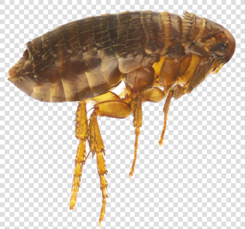 Flea Png   Water Flea White Background  Transparent PngTransparent PNG