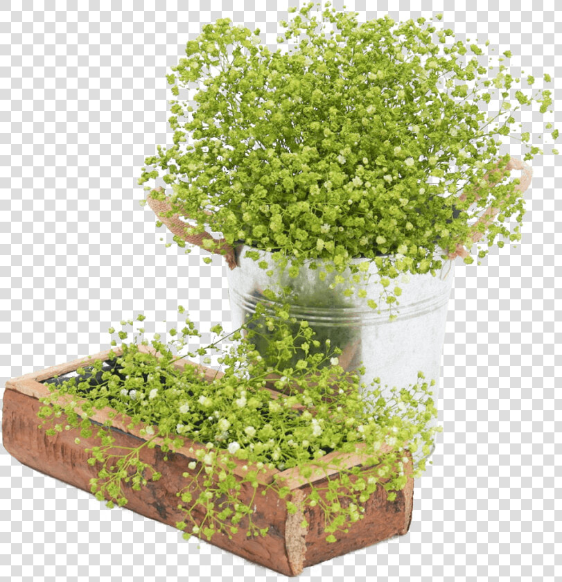 Fresh Lime Green Babys Breath Natural Flowers For Sale   Flowerpot  HD Png DownloadTransparent PNG