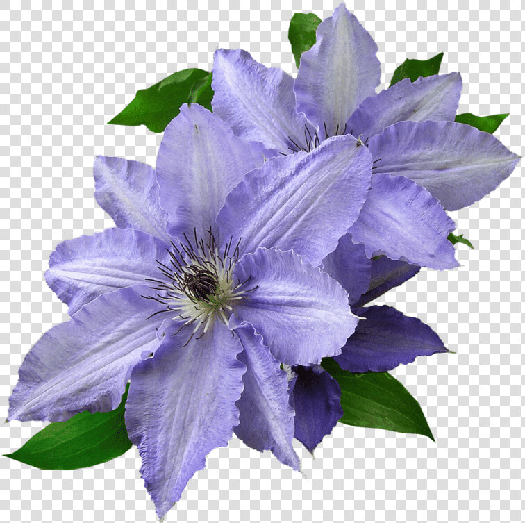 Clematis   All Flowers Images In Hd Download  HD Png DownloadTransparent PNG