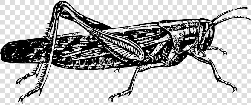 Locust Clip Art  HD Png DownloadTransparent PNG