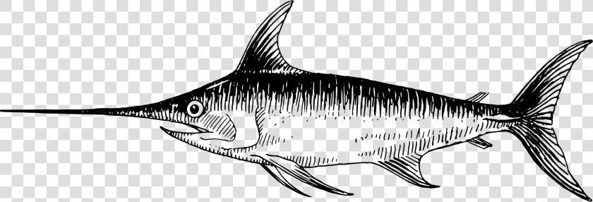 Shark Sketch Pictures   Swordfish Clipart Black And White  HD Png DownloadTransparent PNG