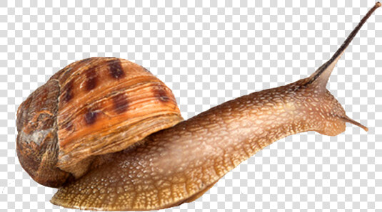 Snails Png Photo Background   Lymnaeidae  Transparent PngTransparent PNG