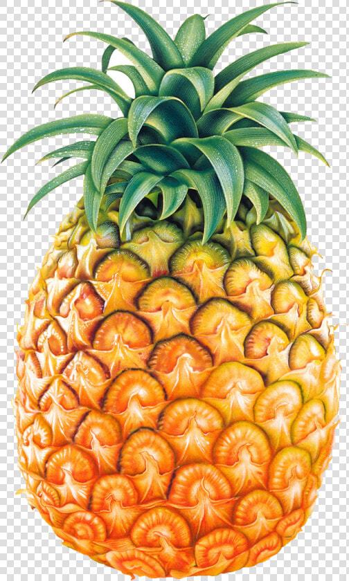 Pineapple Fruit Png Image   Pineapple Png  Transparent PngTransparent PNG