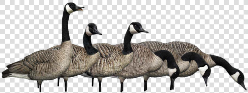 Transparent Geese Flying Png   Canada Goose  Png DownloadTransparent PNG