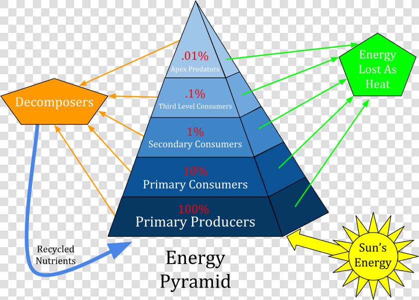 Levels Of Energy Pyramid  HD Png DownloadTransparent PNG