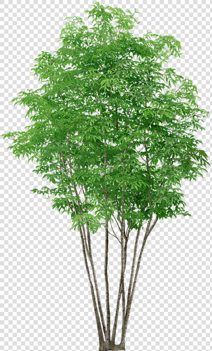 Trees  Without  Background   High Resolution Tree Transparent Background  HD Png DownloadTransparent PNG