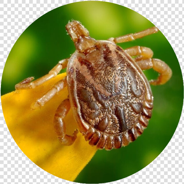 Ticks And Lyme Disease What You Need To Know   Do Ticks In Michigan Carry Lyme Disease  HD Png DownloadTransparent PNG