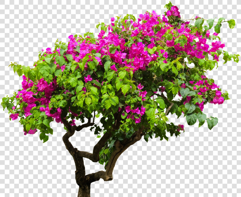 Flower Tree Png Images   Bougainvillea Tree Png  Transparent PngTransparent PNG